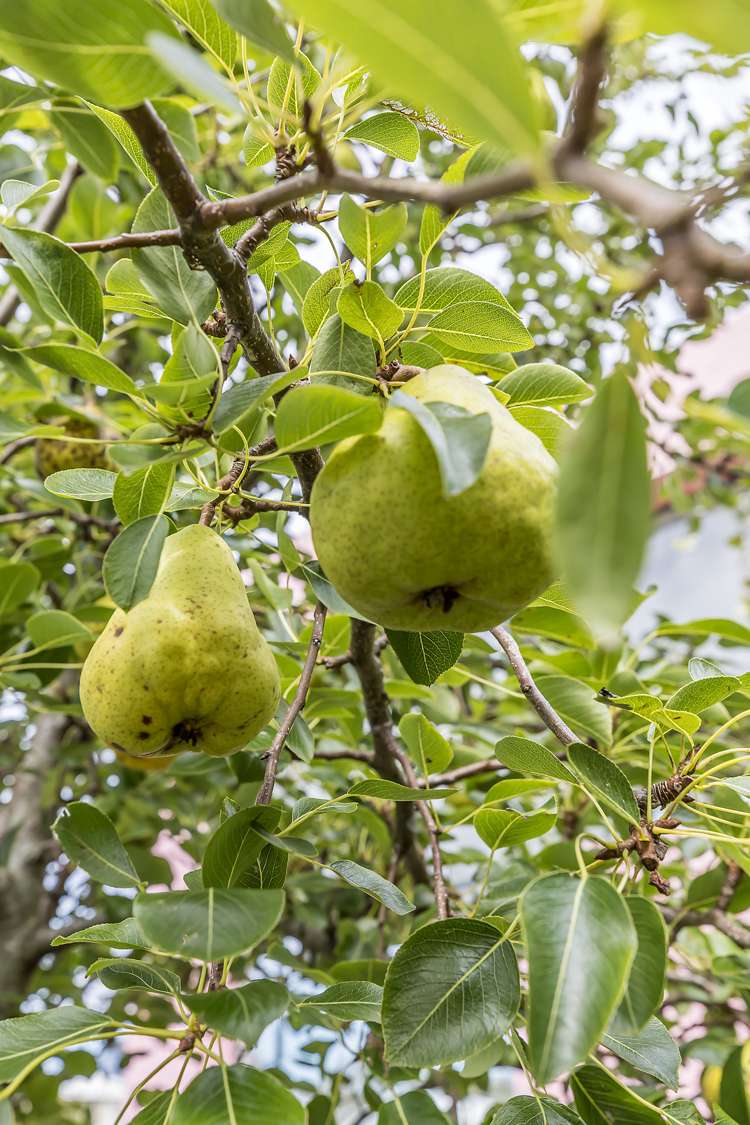 173 Grant Road Thorndon_15