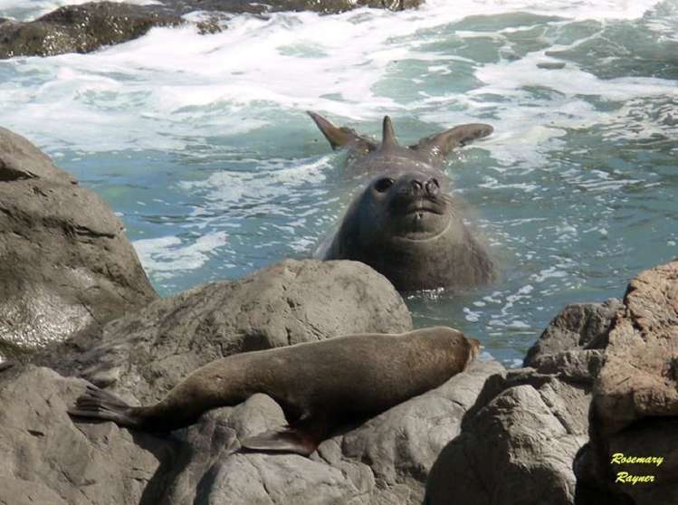 1 Mangatoetoe Grove Cape Palliser_19
