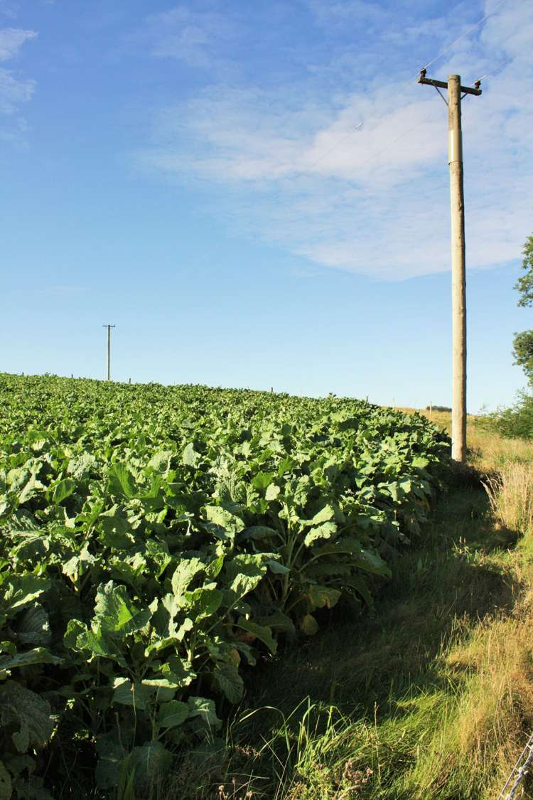 782 Glendhu Road Motunau_15