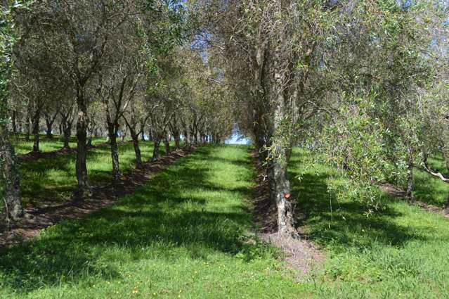 Build your new home in an Olive Grove!