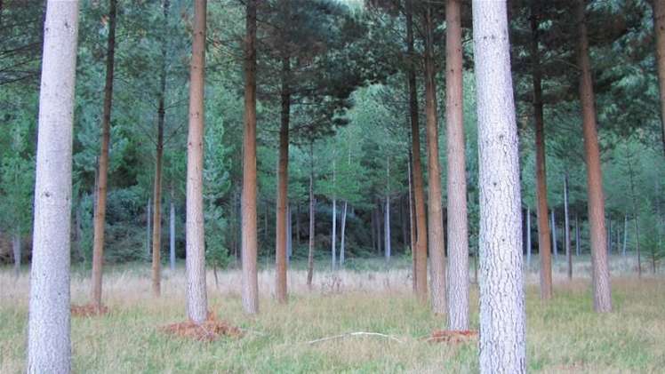 3778 Waihopai Valley Road Waihopai Valley_4