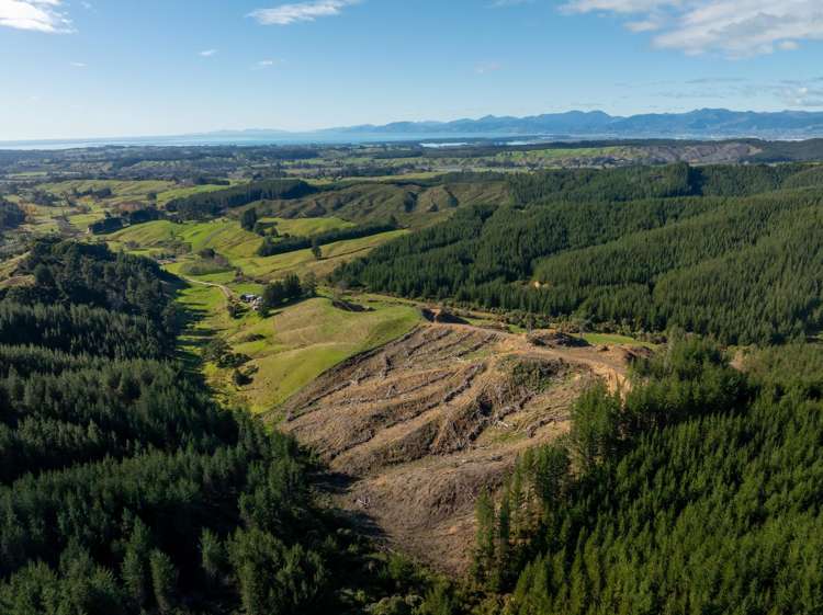 Supplejack Valley Road_0