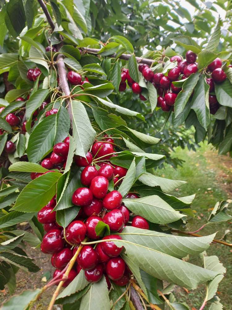 109 Ripponvale Road Cromwell_27