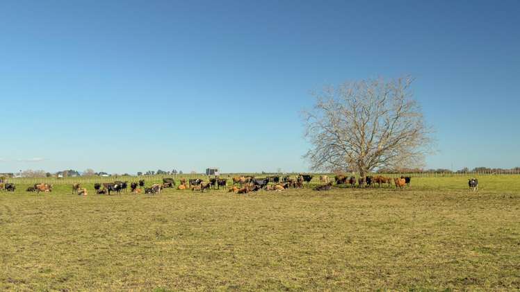6379 State Highway 26, Tirohia Paeroa_27