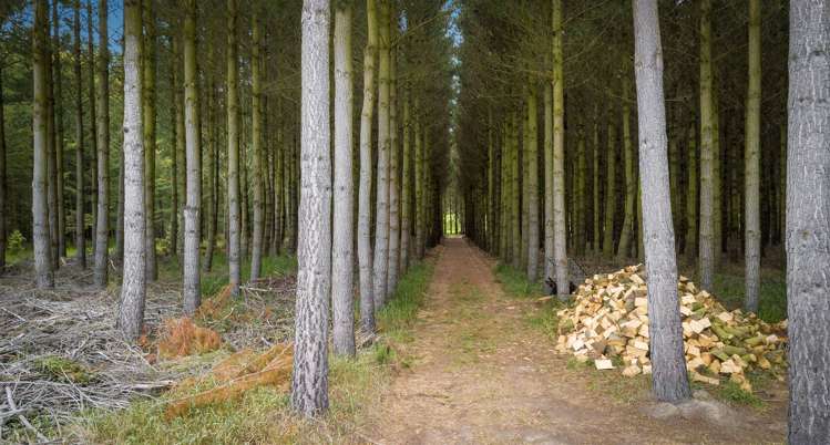 1837 West Coast Road Kirwee_26