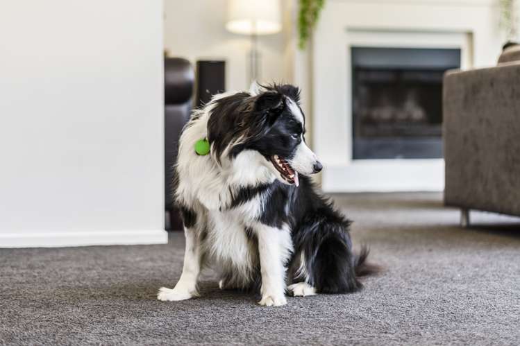 50a Portland Road Remuera_11