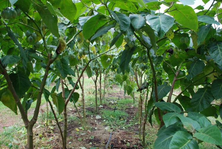 1358 State Highway 14 Maungatapere_18