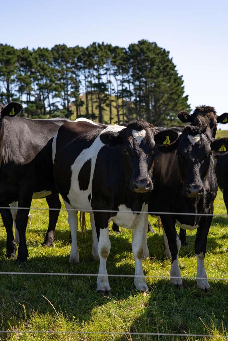 231 Heard Road Waihi_6