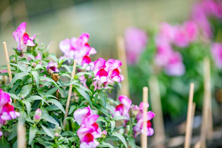 5 Winning Terrace Dinsdale_12