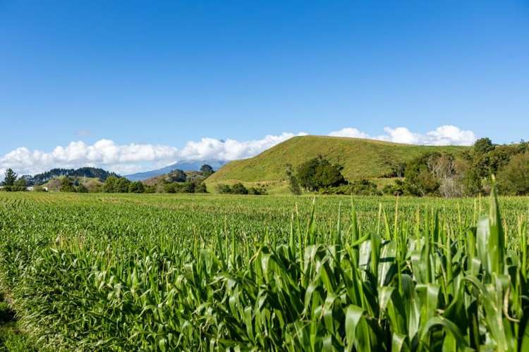 860 Egmont Road Hillsborough_16