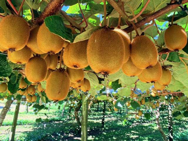 1164 No 3 Road Te Puke_1