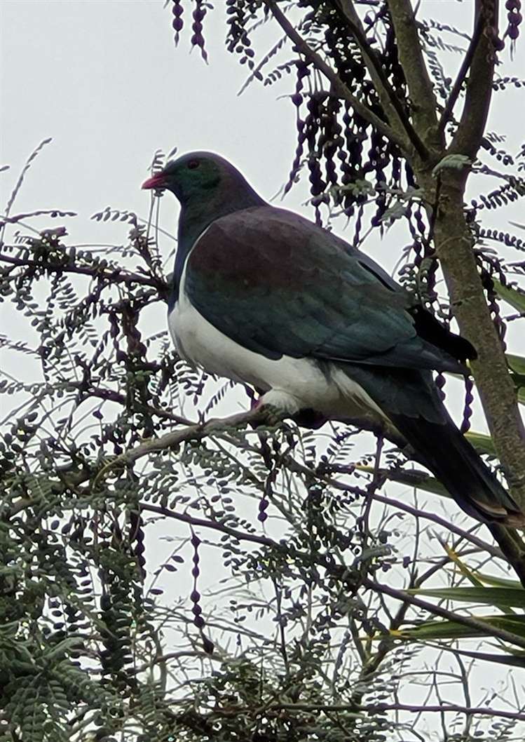 376 Neudorf Road Upper Moutere_20