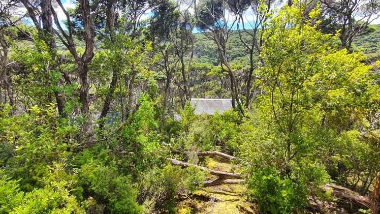 Lot 4 DP66008 North Cove Kawau Island_27