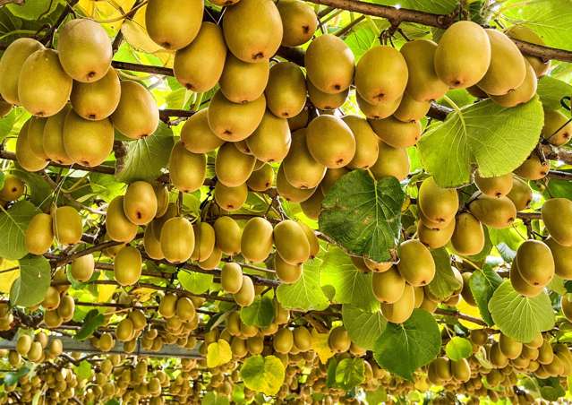 155A Gow Road Opotiki_2