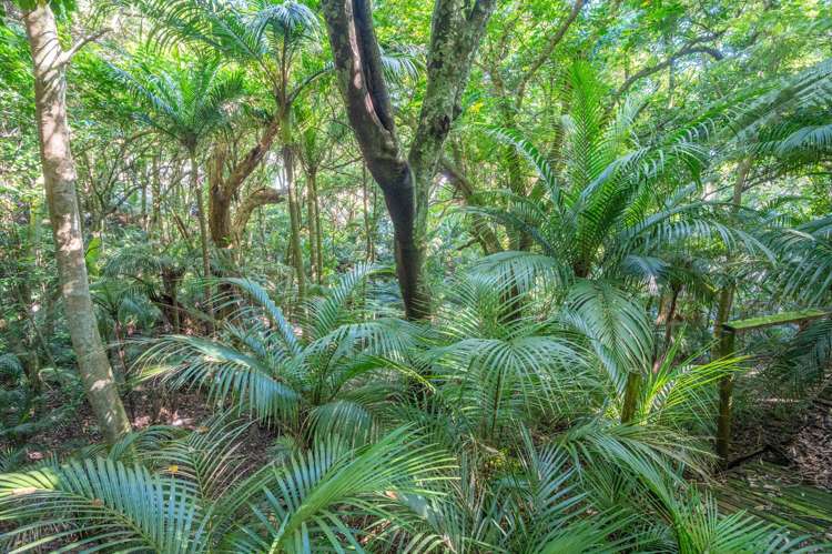 54 Goodwin Avenue Oneroa_12