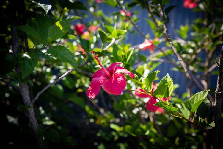 18 Tweed Street Mount Maunganui_23