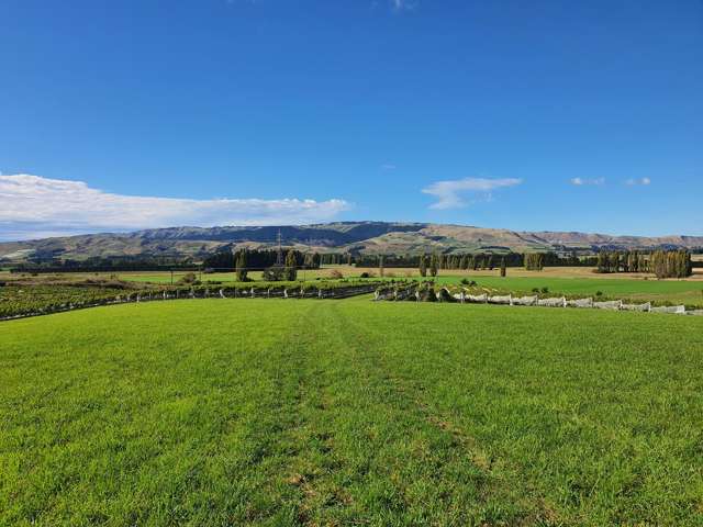 Panoramic views - productive vines