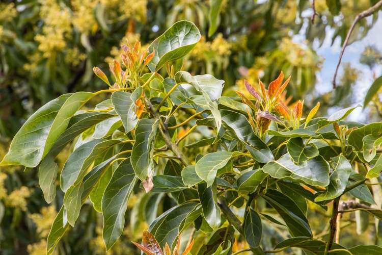 59 Pine Ridge Lane Aongatete_9