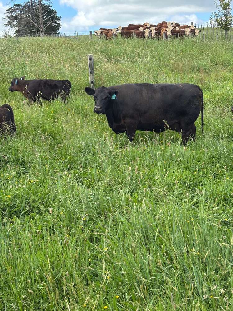 1100 West Coast Road Ahuroa_18