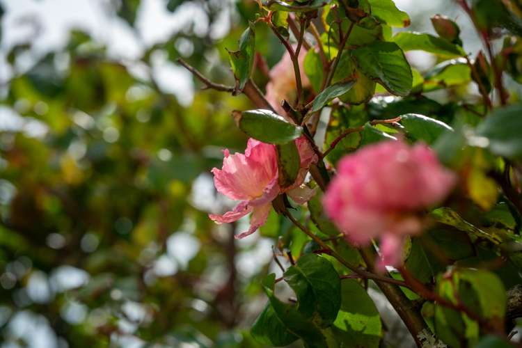 15 Thane Road Roseneath_14