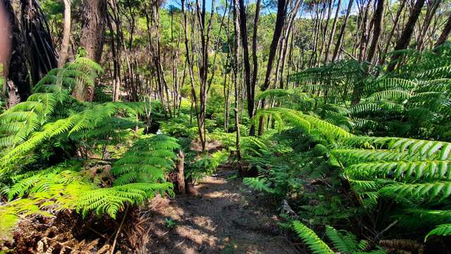 21 Woods Ridge Road Kawau Island_2