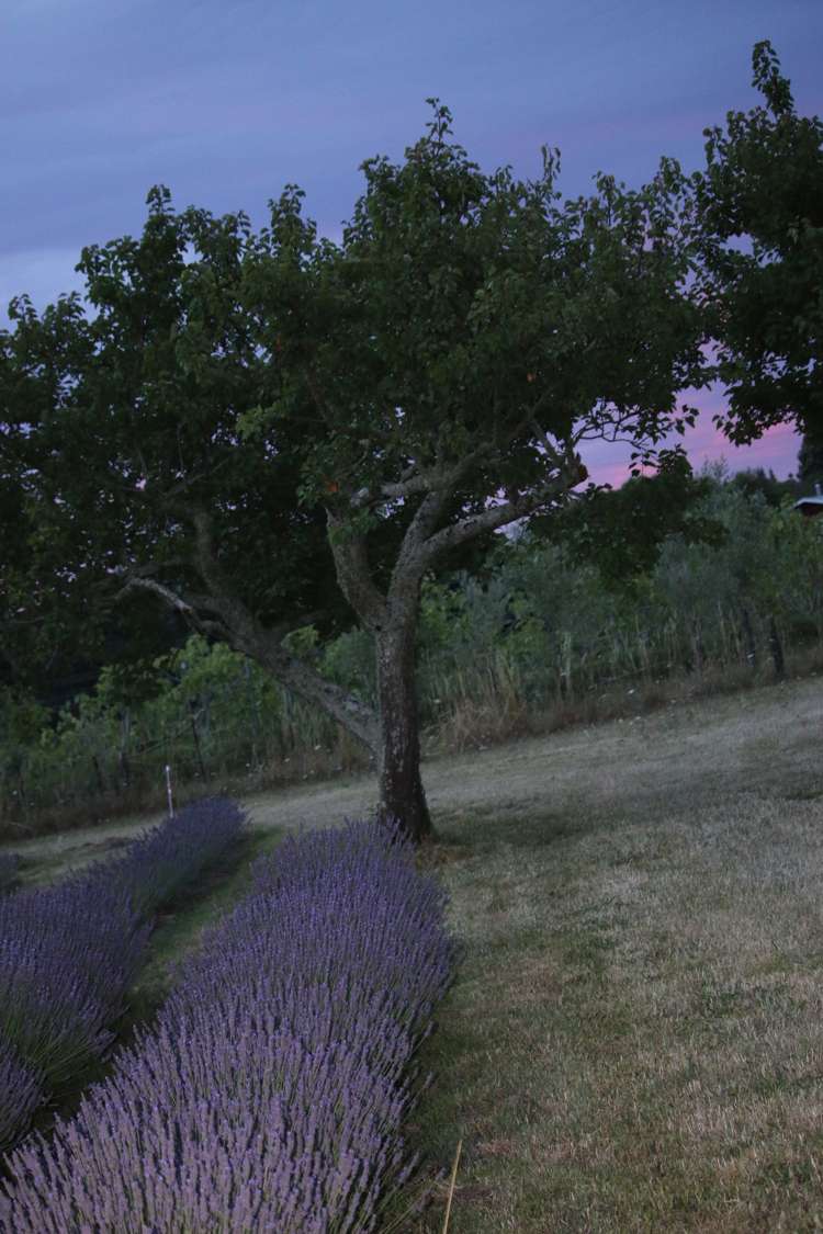 11 Mount Heslington Road Brightwater_15