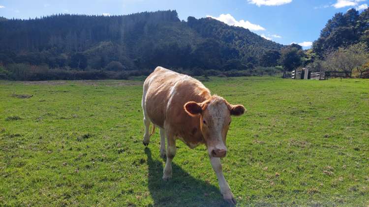 762 Russell Road Whakapara_27