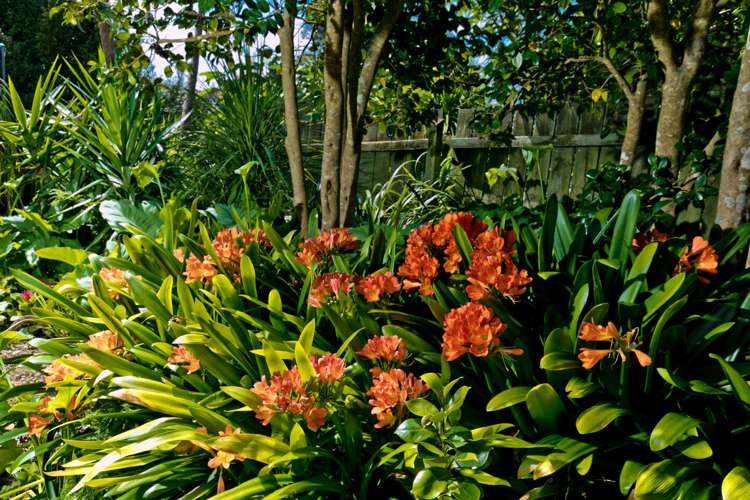 2/17 Sartors Avenue Northcross_20