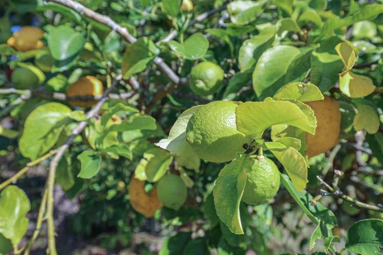 689 Glen Murray Road Rangiriri_36