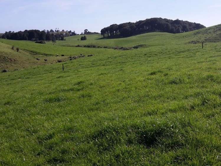 346 Rugby Road Tariki_68