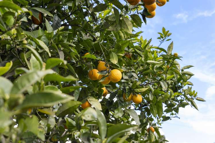 2/49 Waterloo Street Howick_22