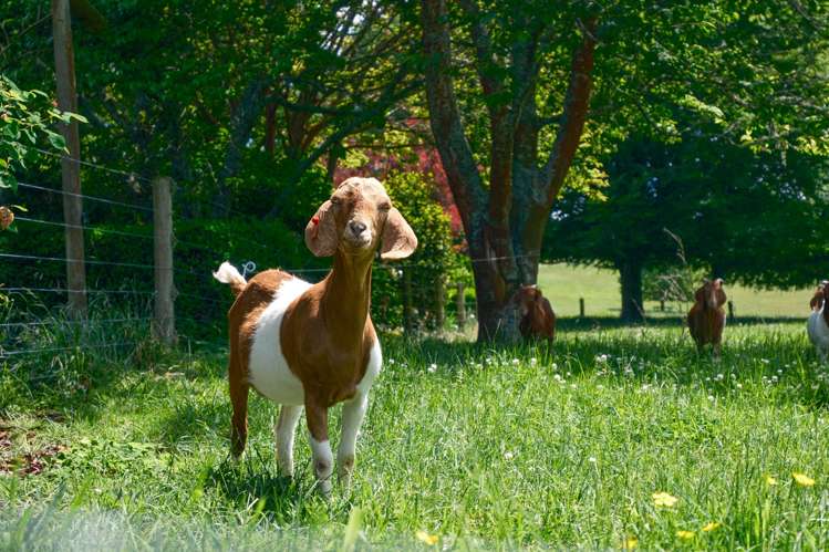 72 Gears Road Kinleith_14