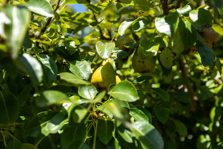 29 Roretana Drive Athenree_23