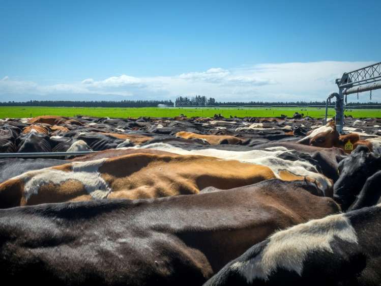 2264 Thompsons Track Lauriston_16