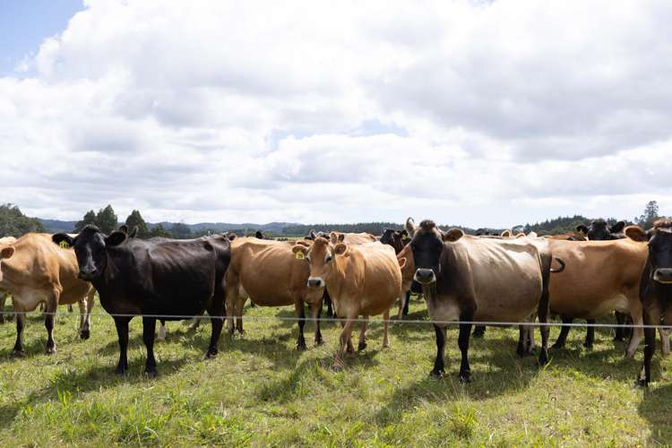 503 Puhipuhi Road Whakapara_17