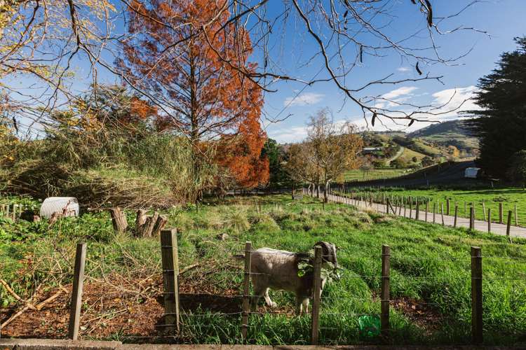 164 Hill Road Eskdale_18