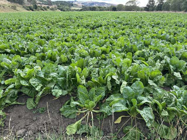 Kapua Road/Campbells Road Waimate_2