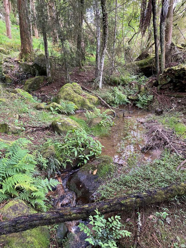 Pigs Head Road Whakapara_5