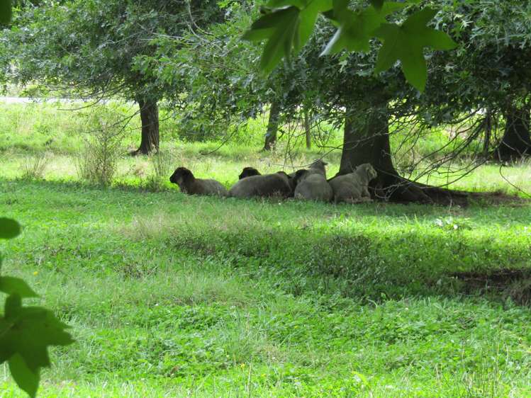 452 Holland Road Eureka_4