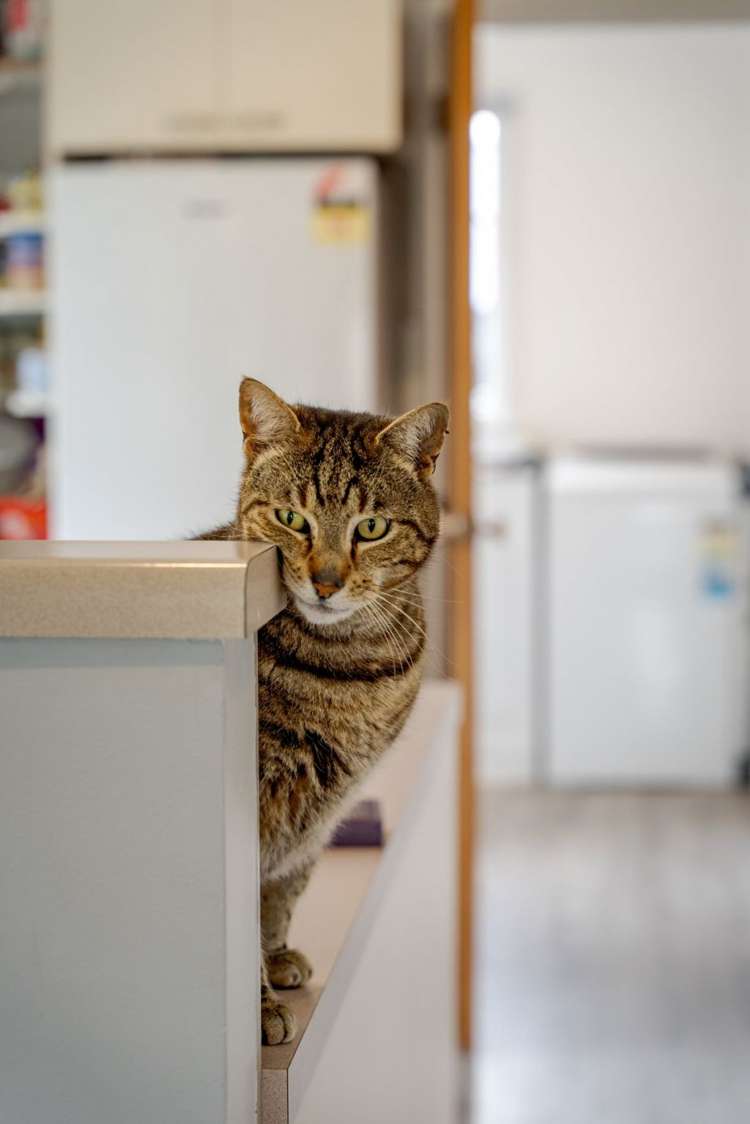 7 Mahoe Street Templeton_20