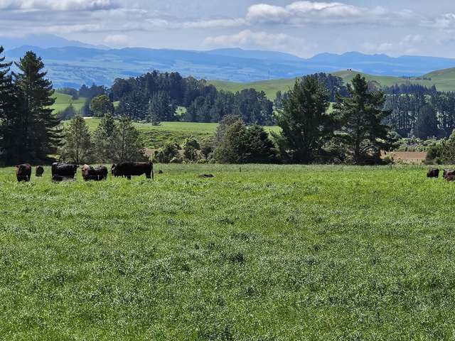 1428 Salisbury Road Kereru_2