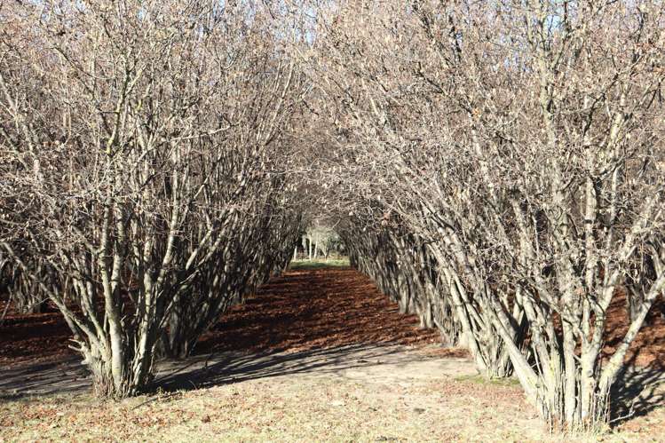 49/53 Special School Road Otekaieke_27