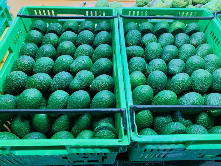 142 Takahe Road Titirangi_13