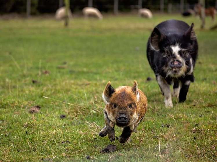 29 Skevingtons Road Hapuku_24