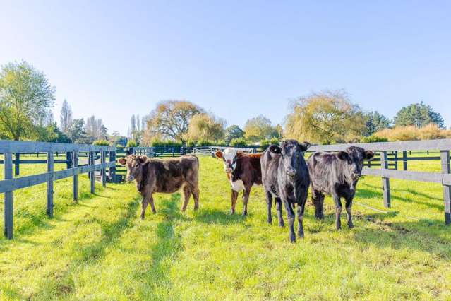 503 Pickering Road Tamahere_3