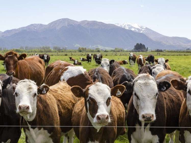 245 Goughs Crossing Road Ashburton Forks_2