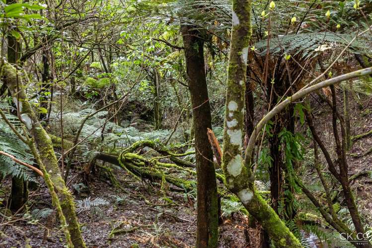 Zero Akatarawa Road Brown Owl_10