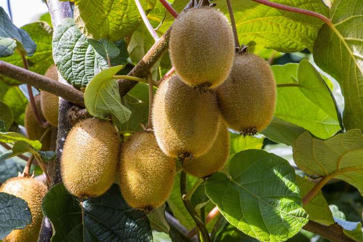 25 Crosby Lane Hauraki Surrounds_1