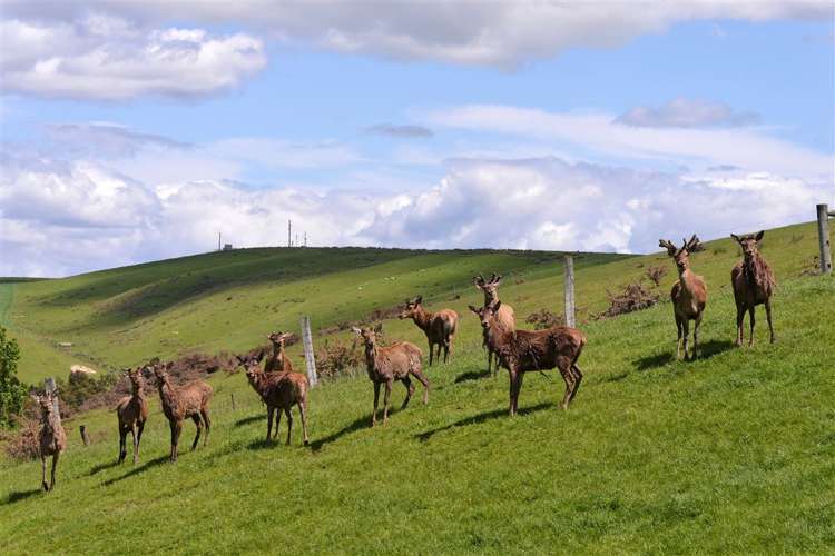 190 Hawkesbury Road Hawkesbury_49