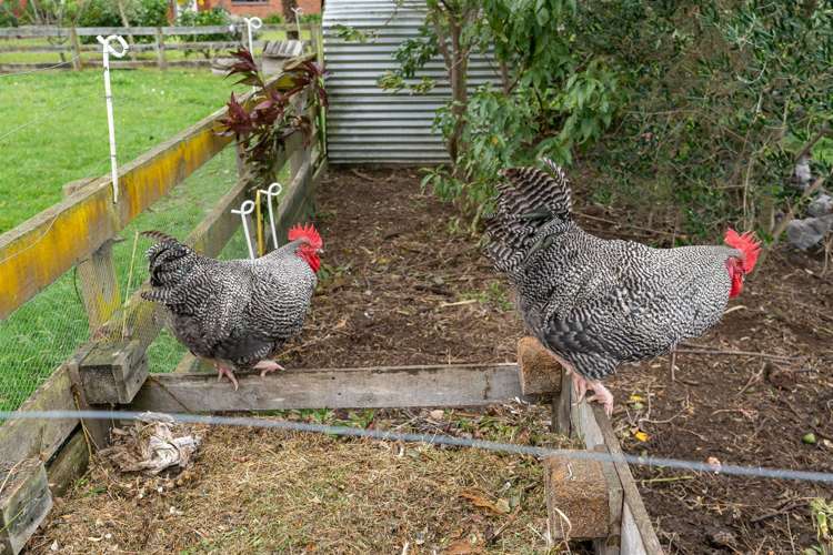 107 Marychurch Road Pukemoremore_31